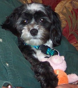 Lucy 1st day in dad's arms