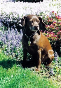 Molly among flowers NJ